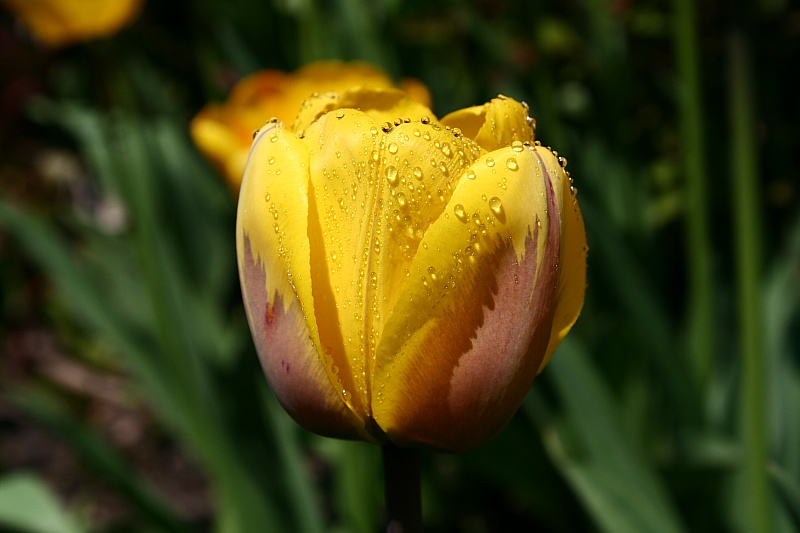 Tulpe