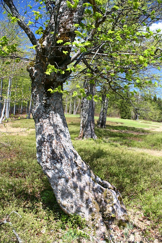 Albrechtschachten