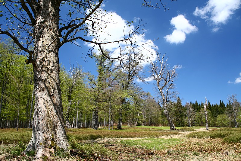 Albrechtschachten