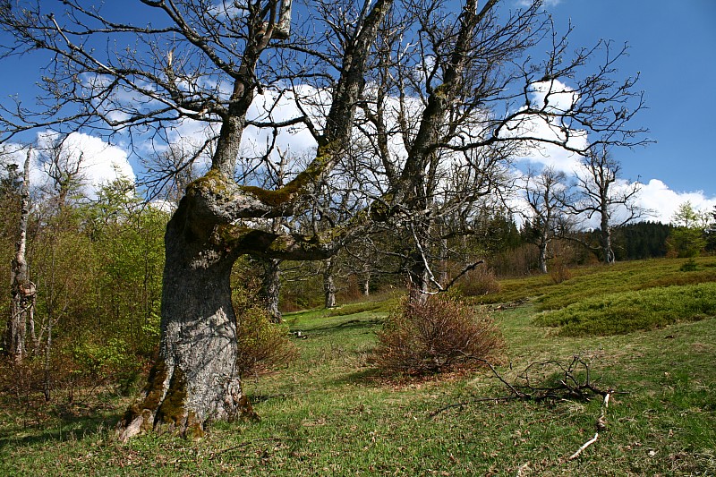 Ruckowitzschachten
