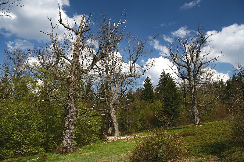 Ruckowitzschachten