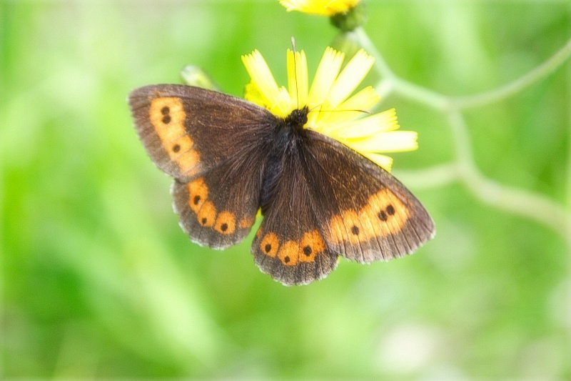 Erebia euryale