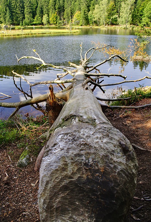 Kleiner Arbersee