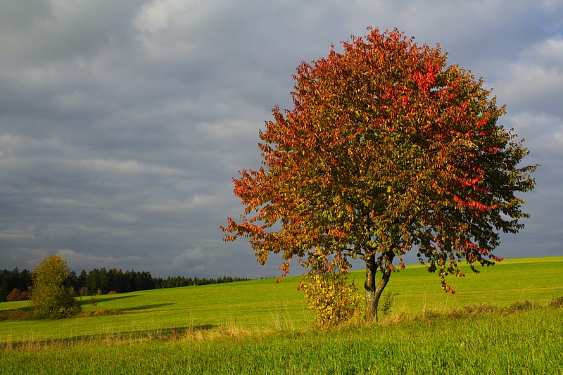 Kirschbaum