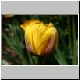 Tulpe