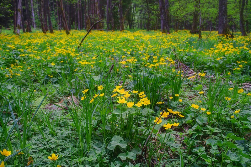 Sumpfdotterblumen