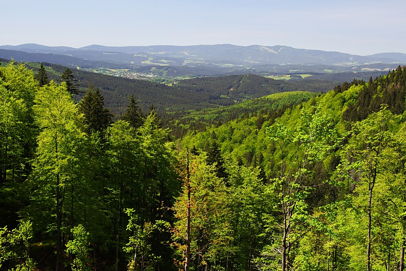 Waldlichtung