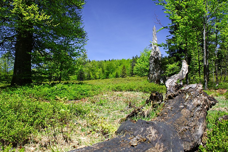 Rindelschachten