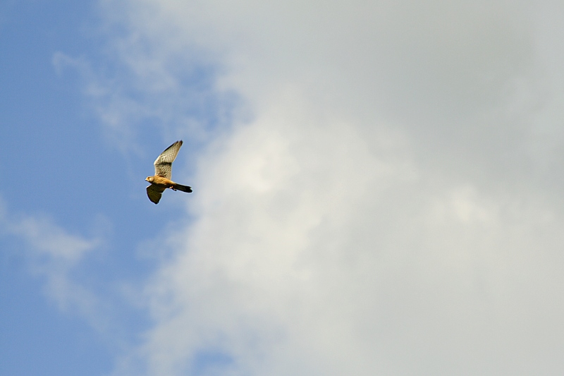 Turmfalke