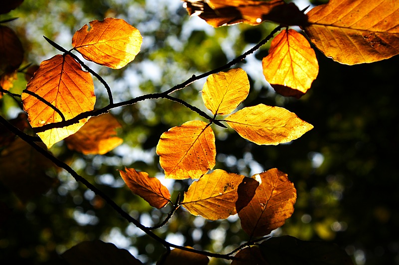 Herbstblätter