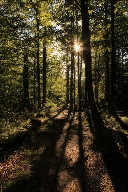 Waldweg