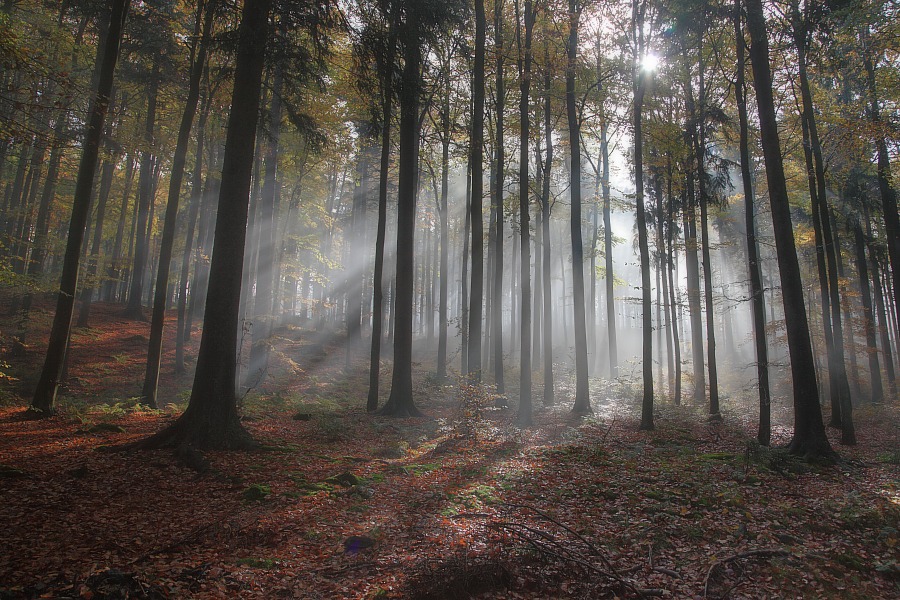 Herbstwald