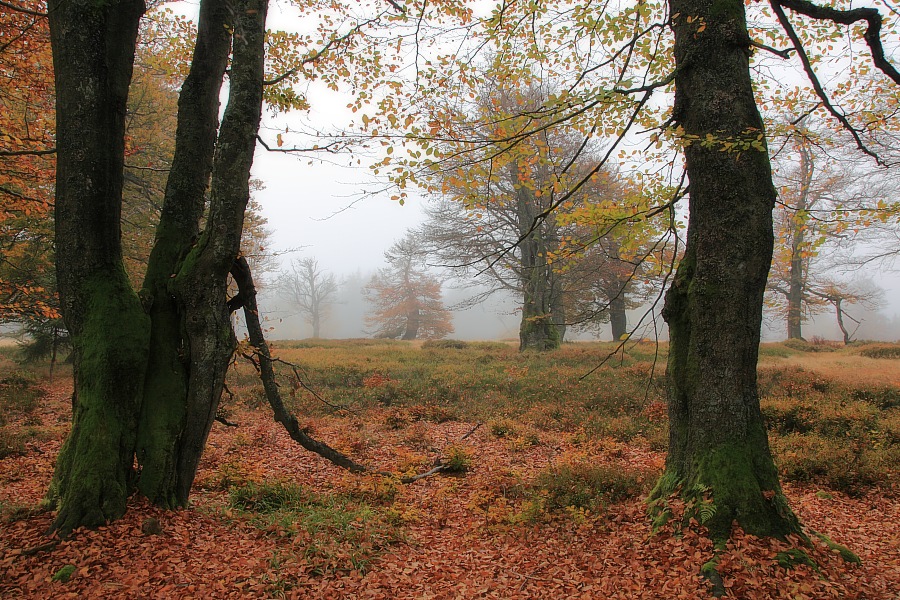 Kohlschachten