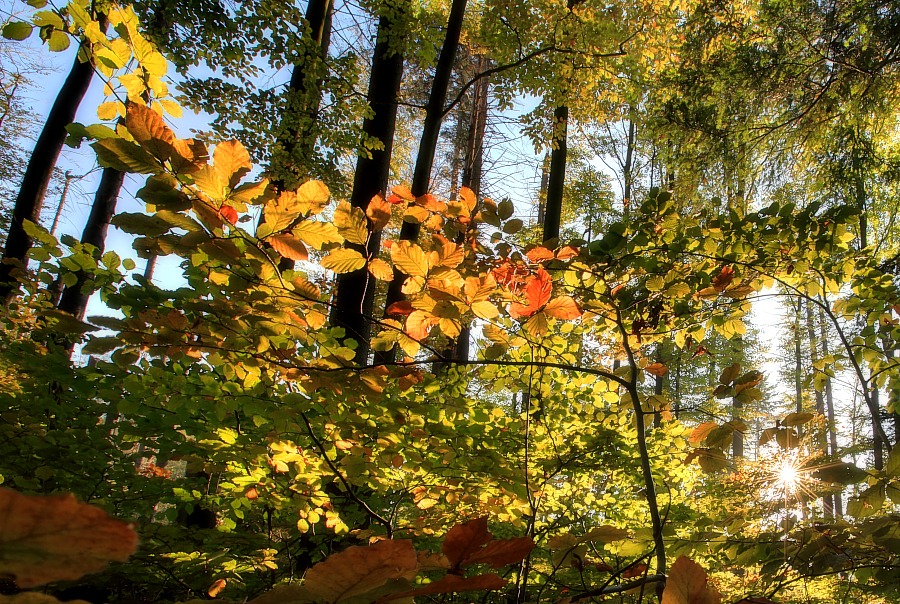 Herbstwald