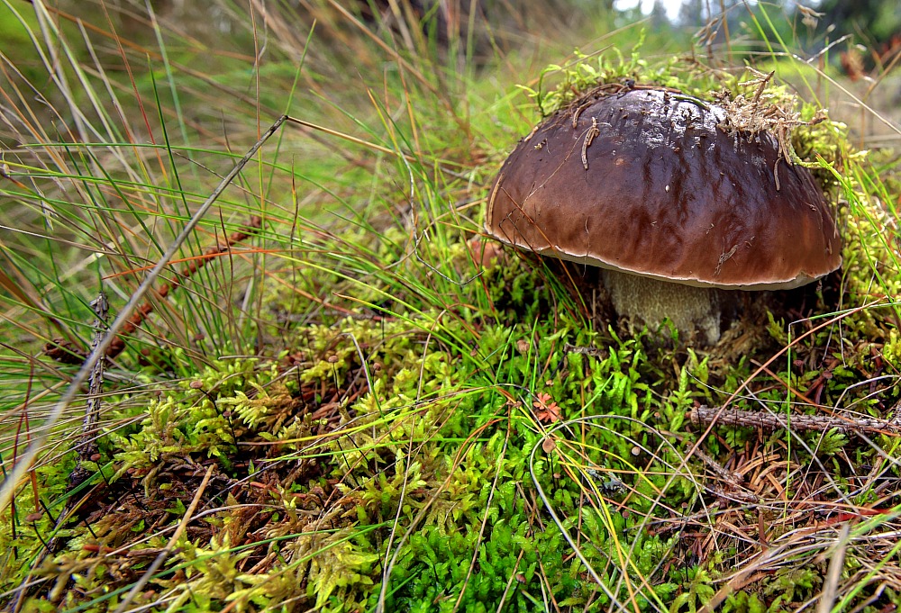 Gemeiner Steinpilz