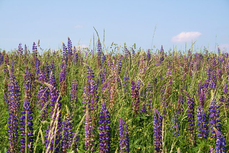 Lupinen