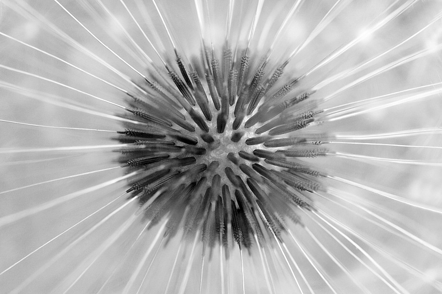 Pusteblume