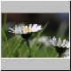 Gnseblume