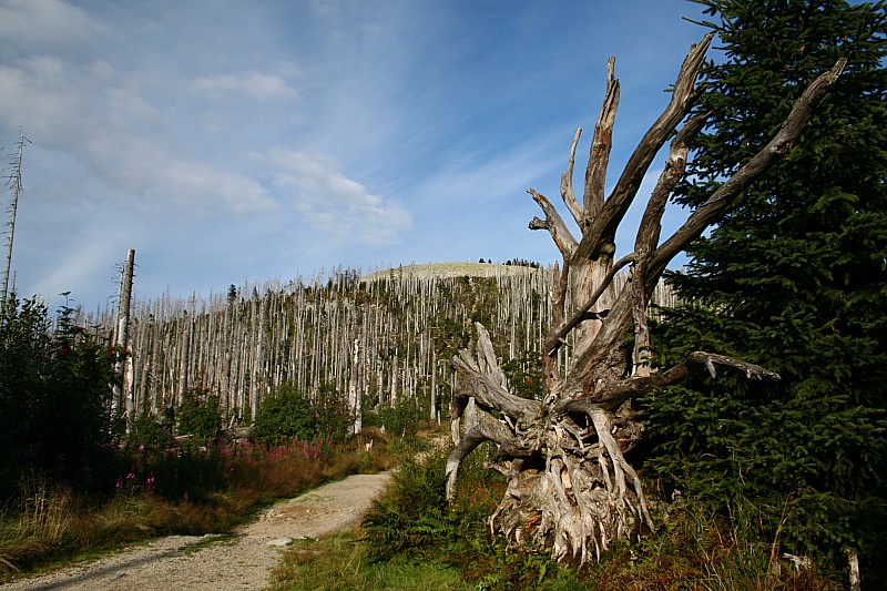 Sommerweg