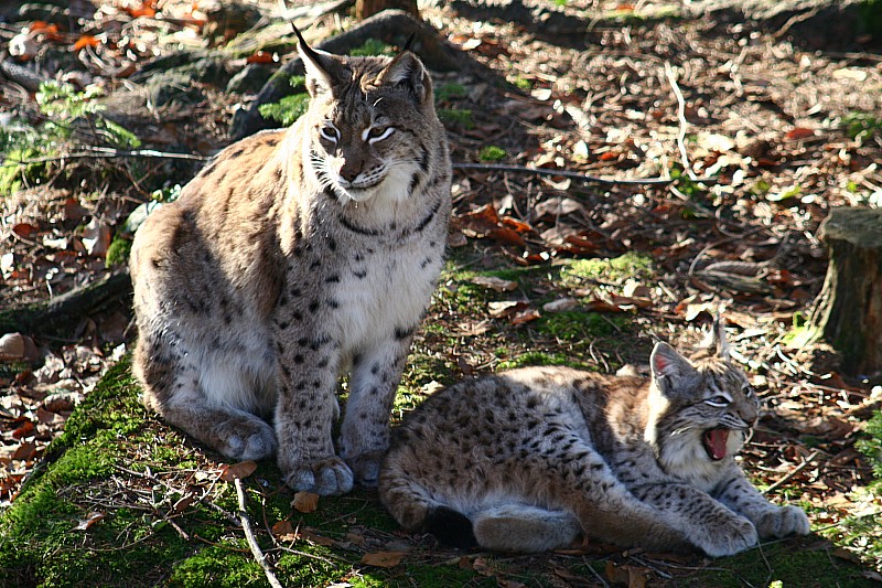 Luchs