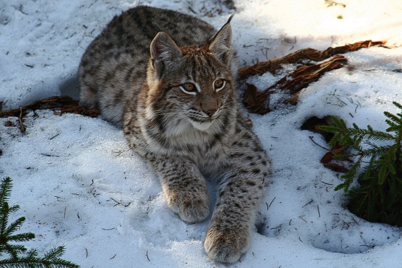 Luchs