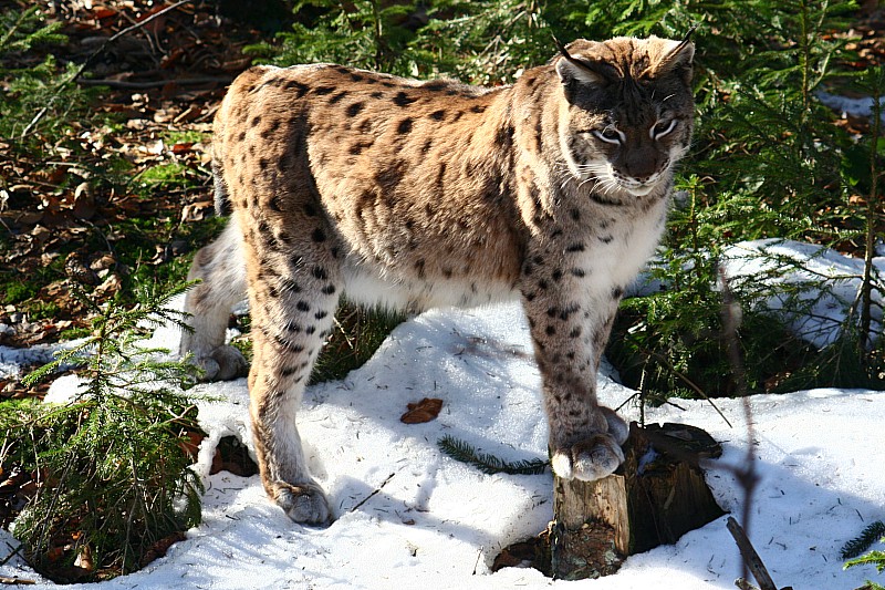 Luchs