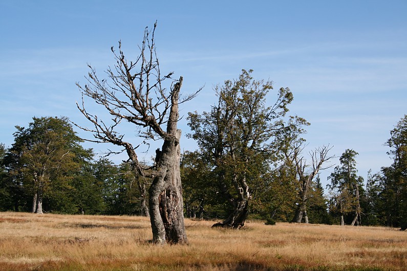 Kohlschachten