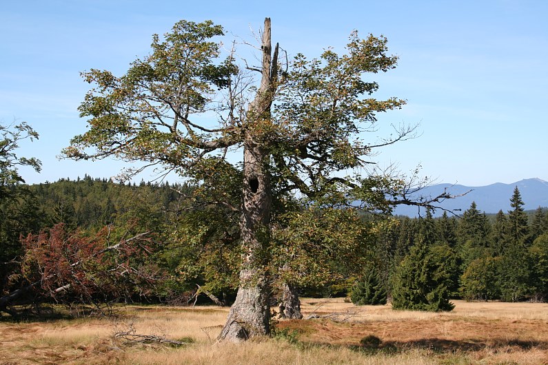 Hochschachten