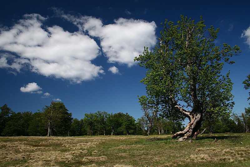 Kohlschachten