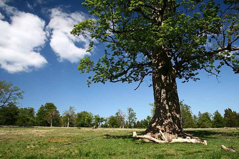 Kohlschachten