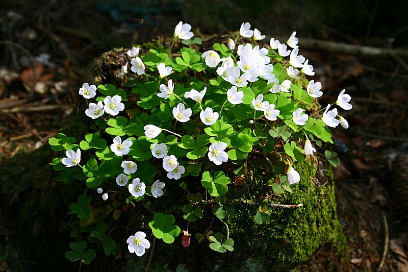 Waldsauerklee